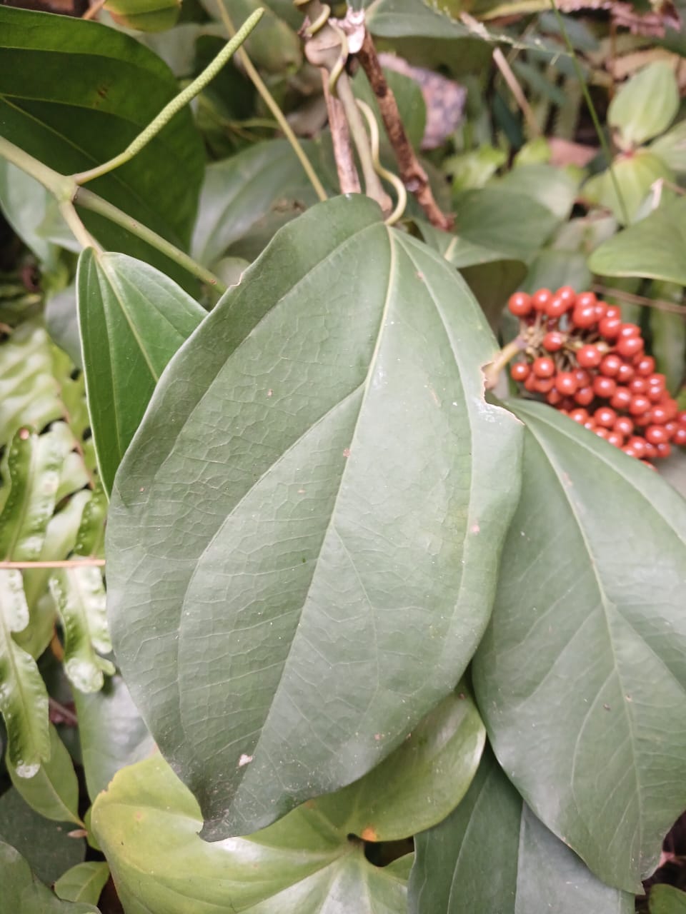 Feuilles larges de la liane de poivre sauvage et grappe de baies rouges